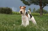 FOX TERRIER 679